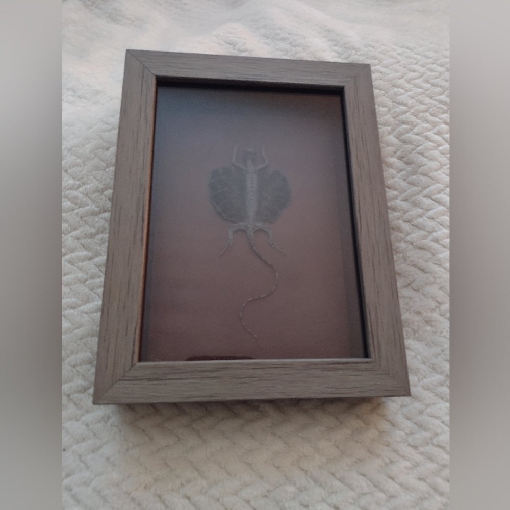 Taxidermy Shadow Box